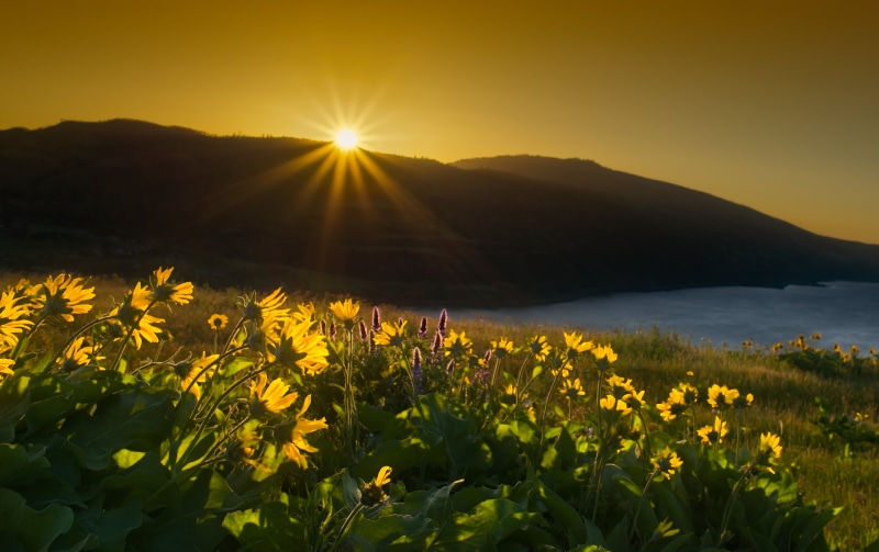 flower, Columbia River Gorge, outdoors, 4K, sun, sky, rowena, Oregon, sunset, scenic, balsamroot, yellow, scenics, sunstar, nature, landscape, mountain