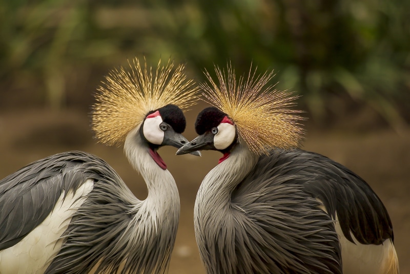 close-up, heart shape, spring, headdress, animals in the wild, land, animal themes, birds, beautiful, heart, two animals, cranes, love, pair, crane - bird