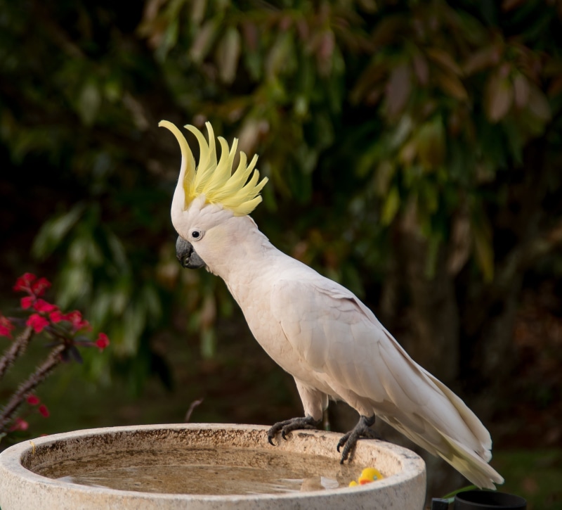 yellow, native, animals in the wild, 2K, queensland, vertebrate, focus on foreground, cockatoo, perching, animal themes, sulphur crested cockatoo, bird