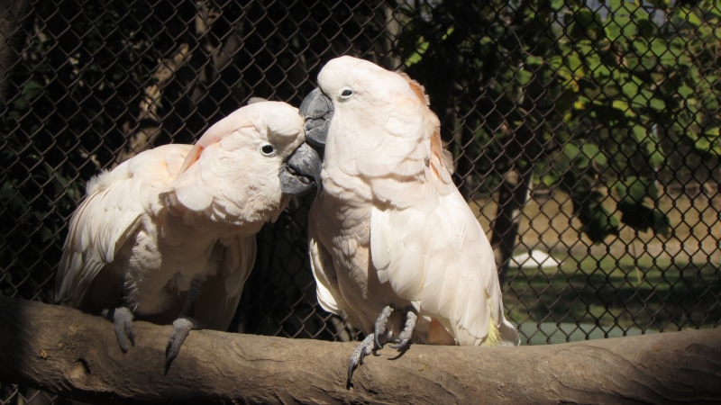 parrot, 2K, birdcage, cockatoo, Salmon-crested cockatoo, birds