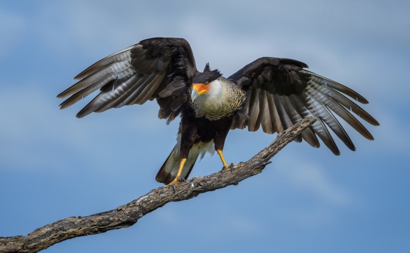 conservation, animal wildlife, Animal, unitedstates, Destination, Protect, Caracara, sky, Bird, Adventure, animals in the wild, bird of prey, Texas, Natural