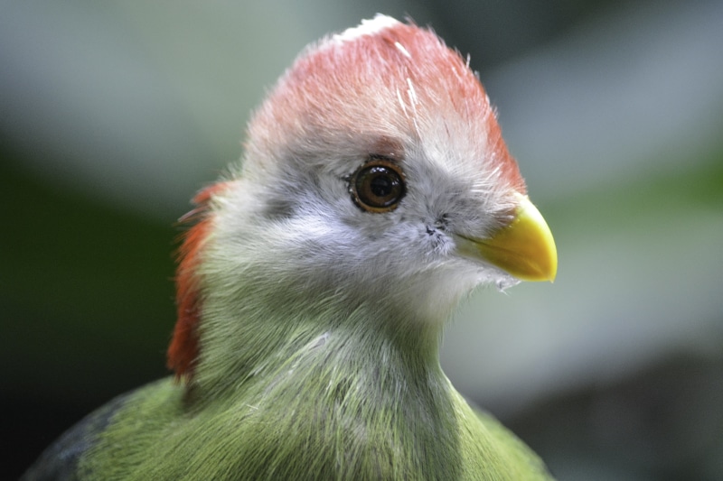 NPC, wildlife, shallow, Red Crested Turaco, turaco, feather, bird, white, photography, nature, close-up, 5K, green, NGC, animals In The Wild, animal, beak