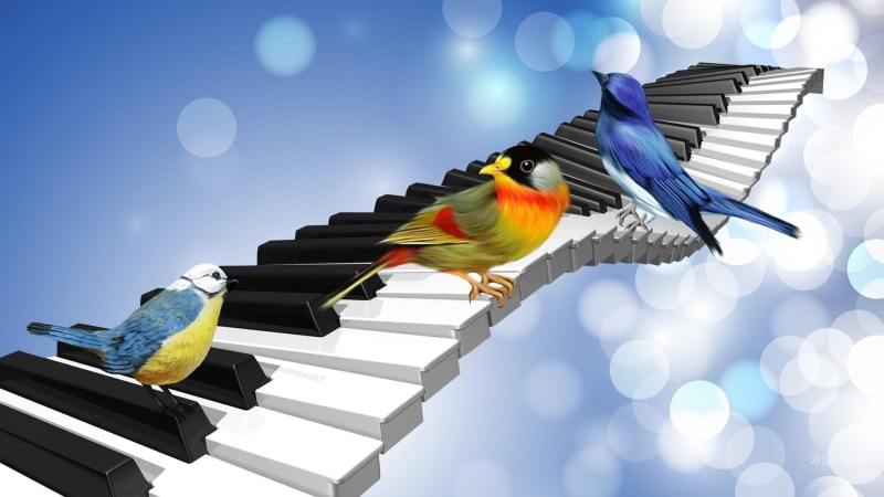piano keys, singing, bird, song, 3d and abstract, abstract, summer, bokeh, birds, musical, 1080P, spring, music