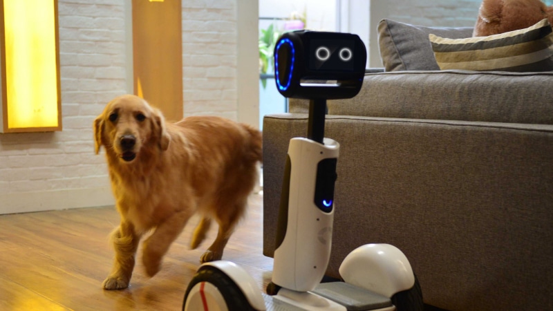 sofa, near, Intel, 4K, long, dog, coated, brown, fabric, Hoverboard Butler, CES 2016