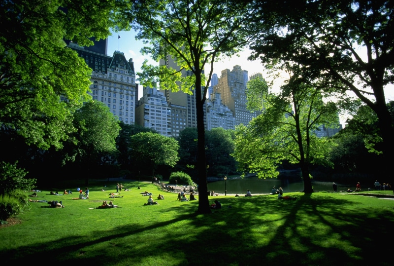 grass, rise, Central Park, high, New York City, outdoors, plant, built structure, office building exterior, 2K, city, shadow, people, sunlight, park, day