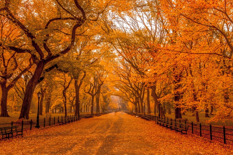 autumn, Fall Foliage, Autumn  Leaves, forest, concrete, park - Man Made Space, dried, footpath, outdoors, 5K, road, park, Park  Central, leaves, landscape