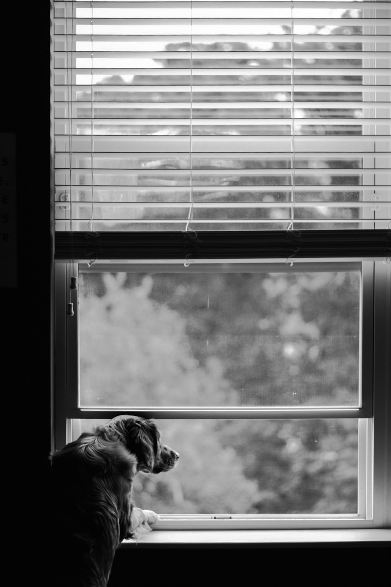 curtain, mammal, one person, one animal, animal, looking, window shade, lcd screen, dog, vertebrate, furniture, glass, display, window frame, window, looking through window
