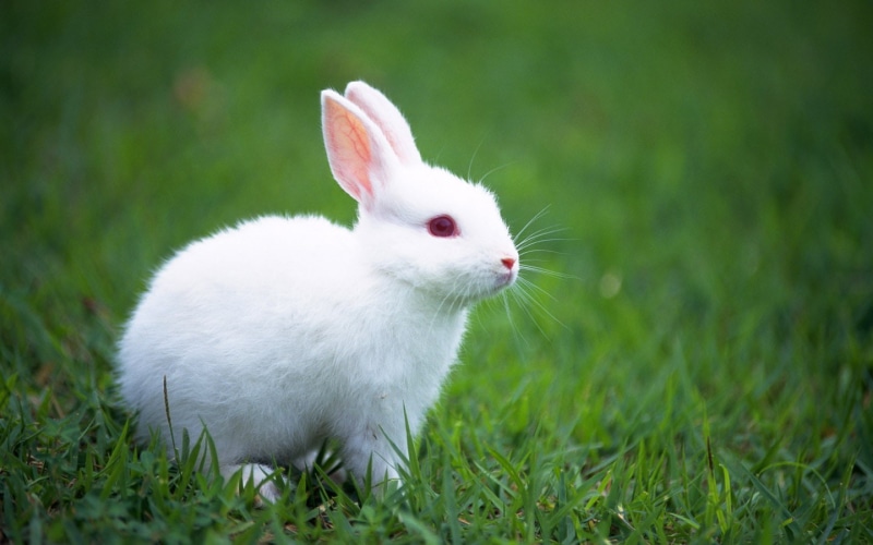 cute, adorable, white, bunny, hairy, cute bunny, grass, rabbits, 720P