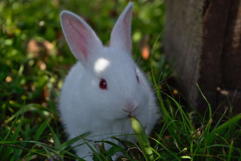 herbivorous, nature, animal head, animal ear, white, mammal, fun, animal themes, day, pet, 5K, holiday, rabbit - animal, little, young, animal, sweet