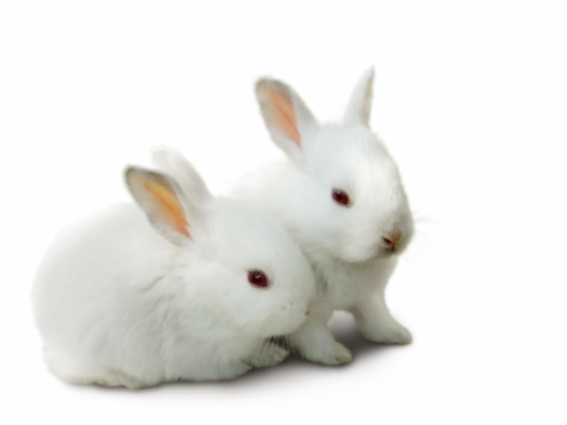 rabbit, cute, rabbits, animal, rodent, 2K, animals, white