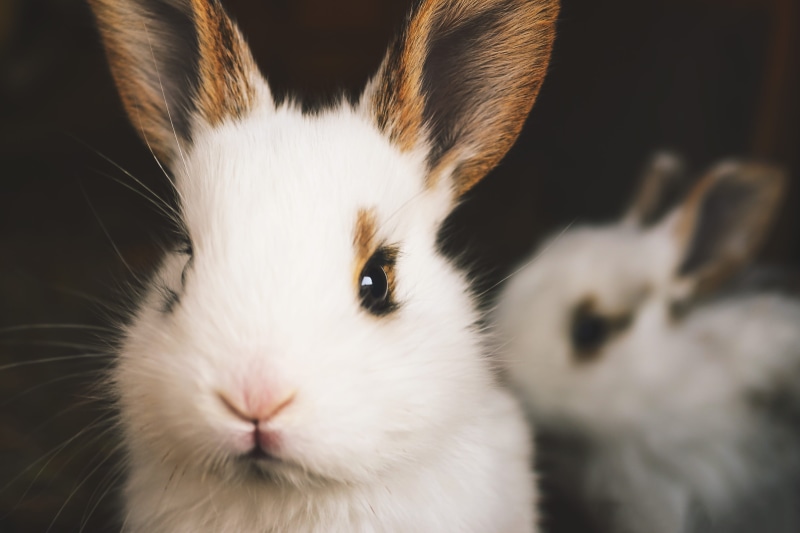 indoors, mammal, 2K, whisker, young, animals, white color, animal body part, rabbit - animal, rabbits, one animal, pets, domestic, portrait, herbivorous