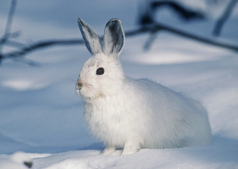 animals in the wild, focus on foreground, fluffy, whisker, no people, cold temperature, vertebrate, animal head, animal, one animal, 2K, rabbit - Animal