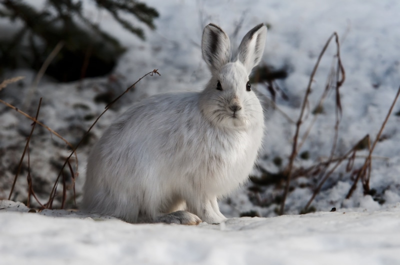 Alert, pets, rabbit, cute, fur, covered, animal, ground, white, rabbit - Animal, fluffy, snow, small, hare, nature, Snowshoe Hare, snowshoe, mammal, 4K