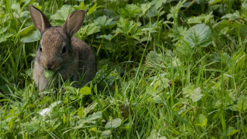 mammal, grass, Casting, animal, 5K, City, growth, wildlife photography, wild rabbit, rabbit - animal, field, Rabbit, animal themes, animals in the wild