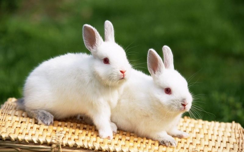 adorable, bunny, 720P, fur, cute, white, eyes, red eyes, rabbits, cute bunny, red, white fur
