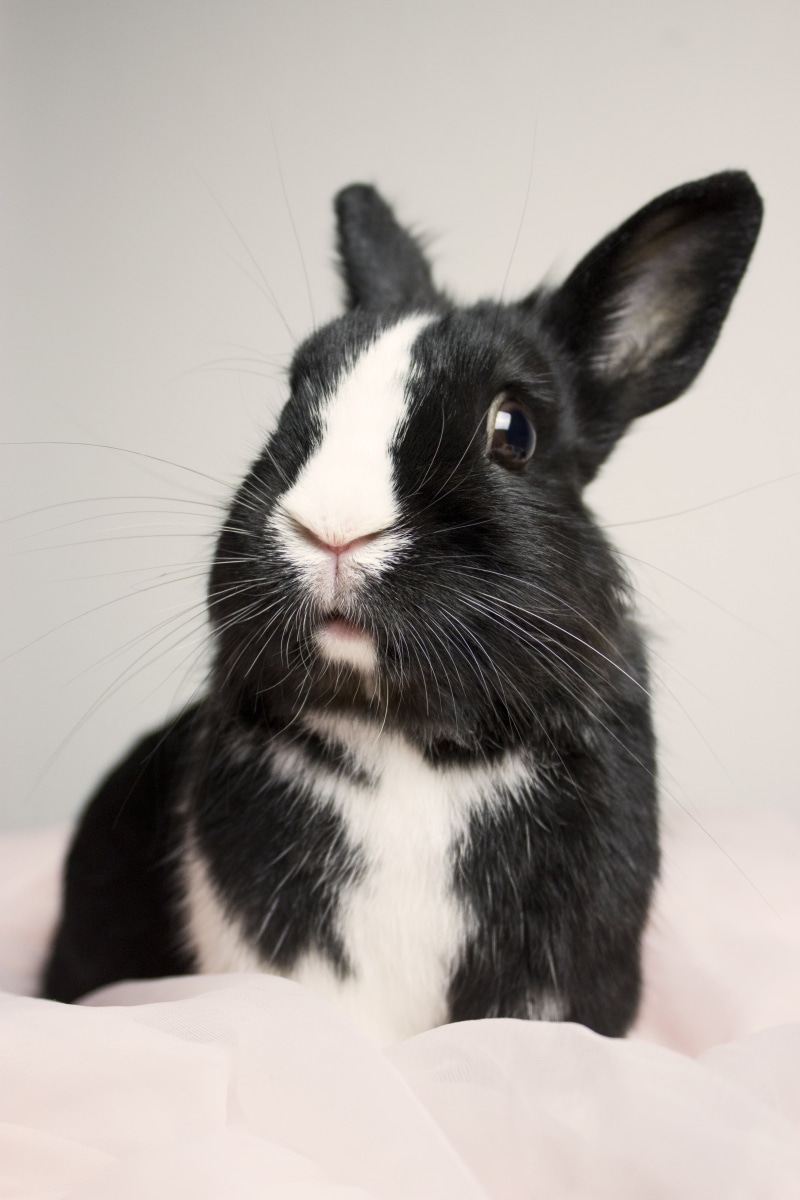cute, feline, bunny, looking, domestic Animals, looking away, focus on foreground, happy, fur, ears, black, animal, black color, rabbit, animal body part