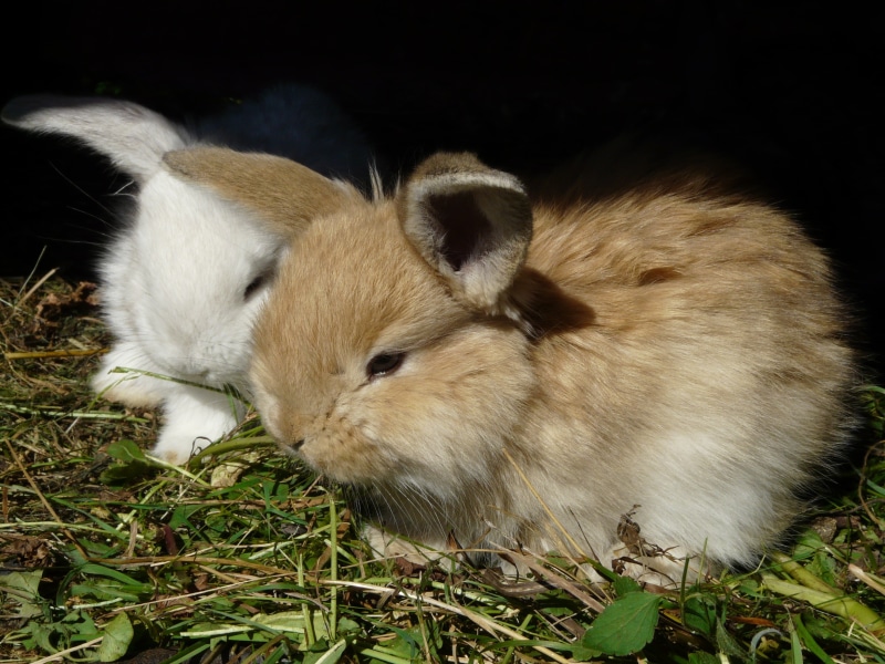 hairy, fur, ušáček, bunnies, animal, young Animal, domestic animals, cute, whisker, black background, two, 2K, brown, animal themes, ear, rabbit - Animal