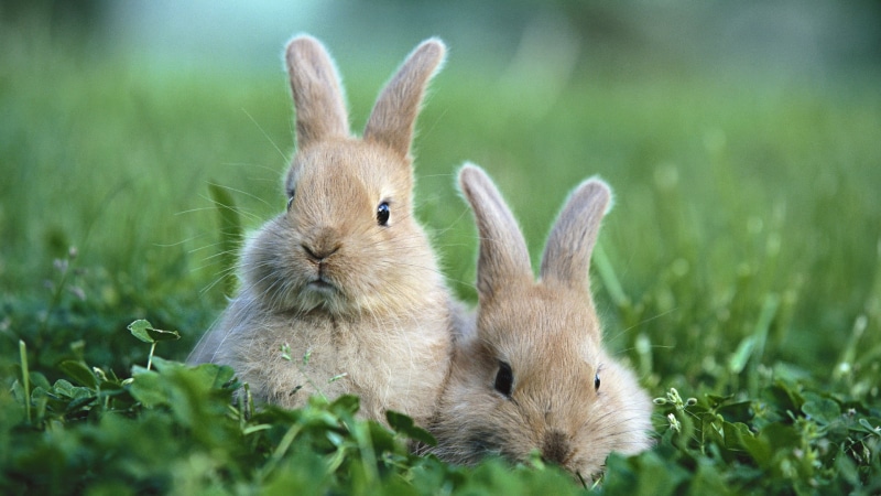 pets, grass, rabbit - animal, domestic animals, animal body part, animal, easter, wood rabbit, rabbit, outdoors, domestic, portrait, whisker, ear, hare