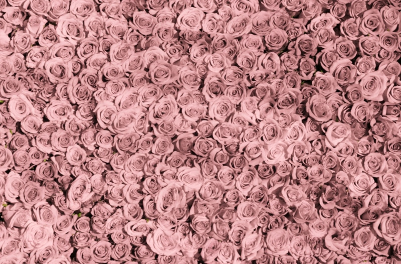 no people, textured, heap, stack, nature, directly above, close-up, Roses, Cute, plum, lot, White, tumblr, full frame, rose, arrangement, Light, large group of objects