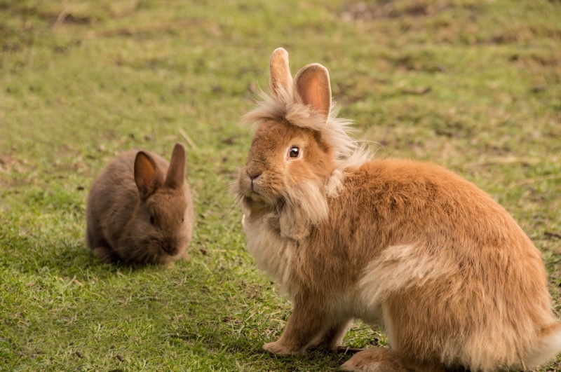cute, nature, no people, fur, rabbits, sitting, animal, vertebrate, one animal, focus on foreground, looking at camera, animals in the wild, whisker, sweet