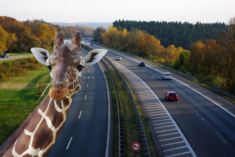 neck, giraffe, selfie, road transport, expressway, mode of transportation, traffic, asphalt, guard rail, animal wildlife, highway bridge, composing, 4K