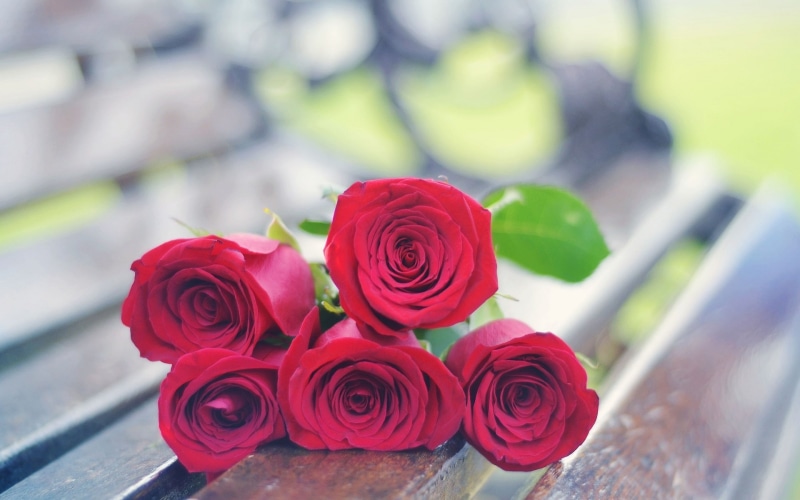 1080P, background, widescreen, s, roses, full screen, flowers, red, fullscreen, rose