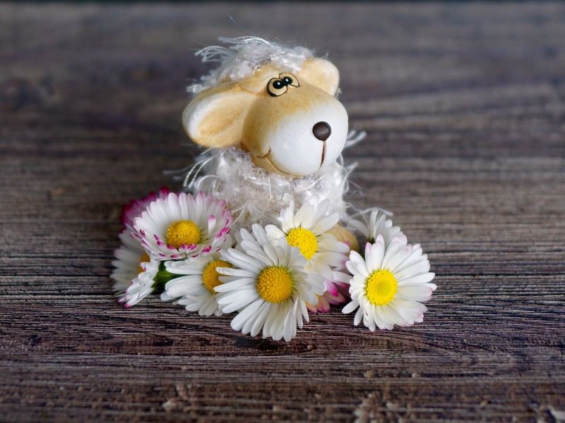 feelings, happy, creativity, decorative, surface, ceramic, love you, freshness, vulnerability, flowers, easter, selective focus, decorative sheep, happy birthday