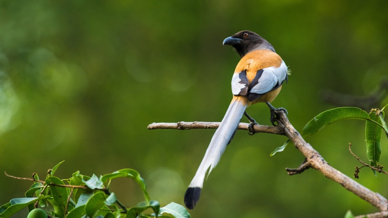 tree, perching, outdoors, plant, name, southeast, songbird, one animal, corvidae, animal wildlife, dendrocitta, green background, bird, neighboring, 4K