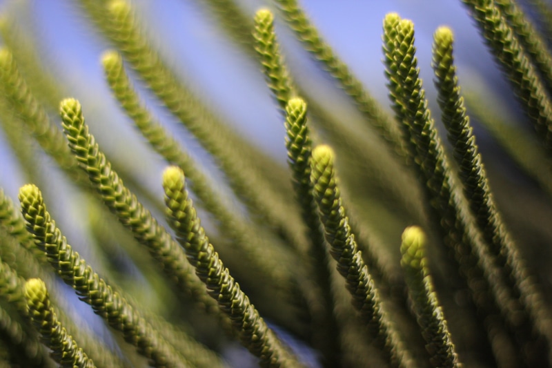 tilt shift lens, indochina, macro, Sapa, 4K, green, green Color, plant, nature, southeast  asia, tilt, shift, green plant, lens, outdoors, growth, Vietnam