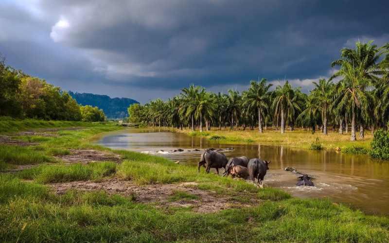 water, river, asia, 1080P, forest, entering, buffalos, clouds, grass, southeast