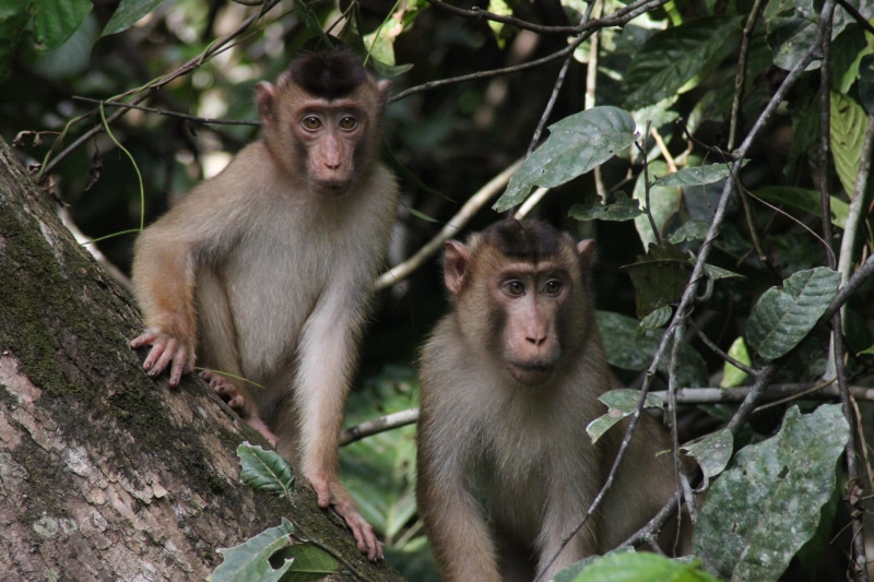 malaysia, no people, sitting, plant, animals in the wild, animal, primate, nature, looking, animal family, two animals, young animal, group of animals