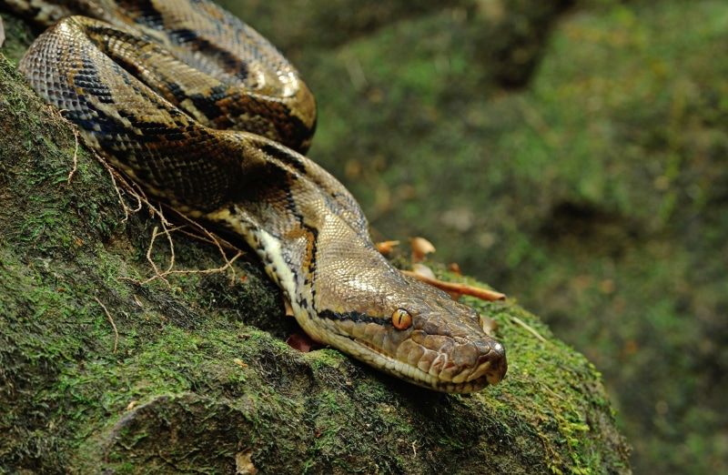 green color, reptile, Thailand, reticulated, animal themes, reptiles, longest, plant, Asia, poisonous, Python, habitat, wildlife, lizard, animal head, animal body part