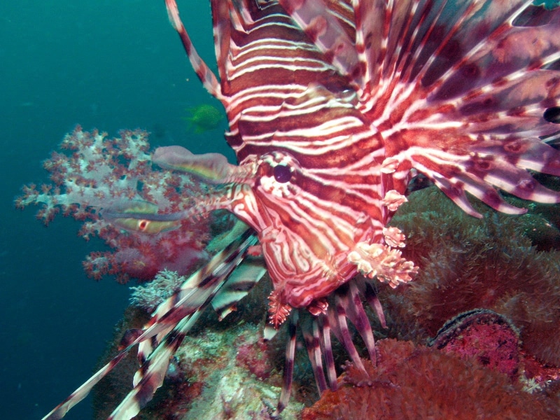 diving, under, ecosystem, lionfish, thailand, outdoors, vertebrate, animal, invertebrate, sea, reef, animal themes, underwater, coral, asia, southeast