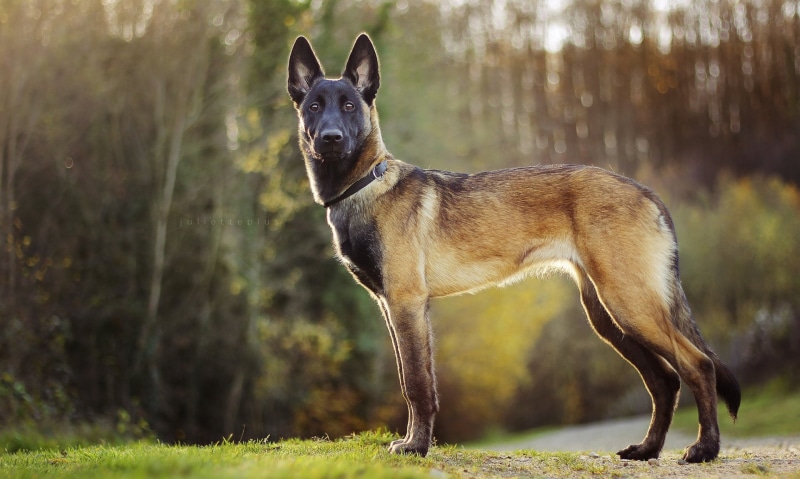 «belgian malinois» HD Wallpapers