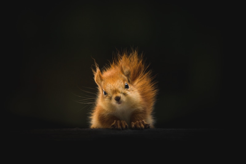 hamster, studio shot, one animal, earth, stare, cute, tail, portrait, background, looking at camera, animal themes, wildlife, black background, indoors