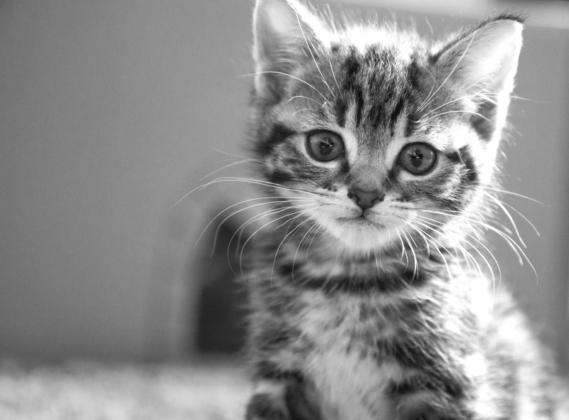 scale, bandw, domestic Cat, looking, Whiskers, domestic Animals, cute, bokeh, 4K, pets, gray, gray scale, pose, Kitten, stare, animal, mammal, portrait