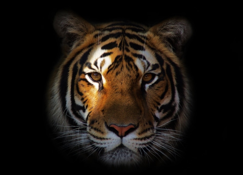 furious, looking at camera, mammal, animal Head, nature, whisker, undomesticated Cat, no People, portrait, animals Hunting, black, close-up, siberian Tiger