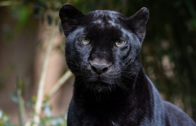 Wildlife, Stare, Big Cat, Black Panther, predator (Animal), 1080P, Cats