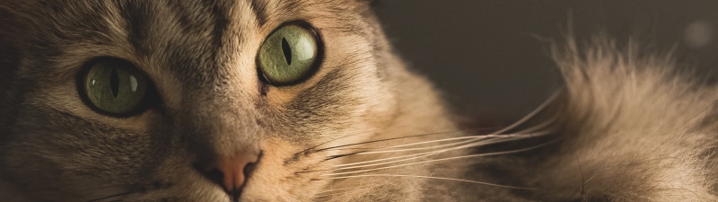 animal Head, cute, fur, gray, whisker, animal body part, white, young Animal, 4K, vertebrate, nature, green eyes, one Animal, domestic, multiple display
