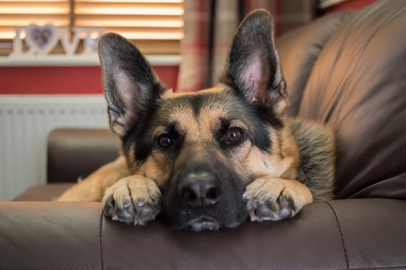 Dog, Face, Dogs, German Shepherd, 1080P, Stare, Pet, Animal