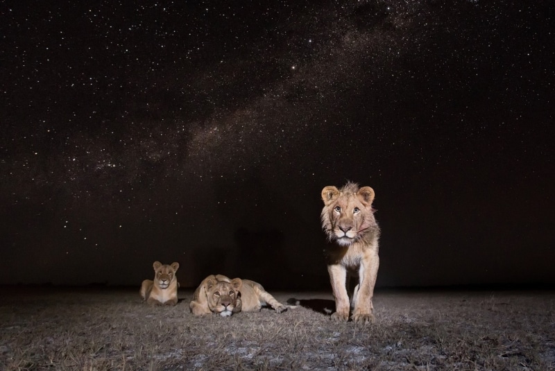Cats, Wildlife, Big Cat, Stars, predator (Animal), Starry Sky, Lion, Night, 1080P, Stare