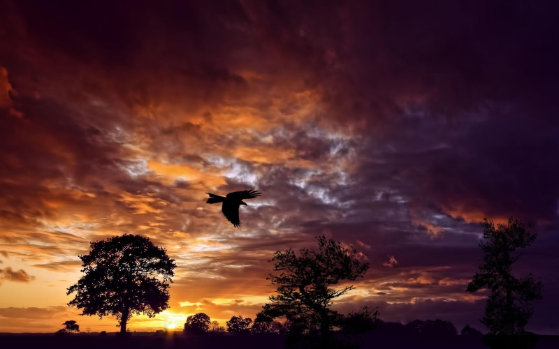 beauty, sunset, 3d and abstract, home, eagle, flying, nightfall, returning, clouds, 1080P, trees