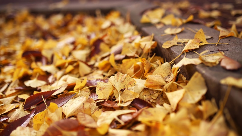 backgrounds, Japan, orange Color, leaf, leaves, autumn, nature, Canon 6D, 5K, outdoors, season, tree, brown, Sigma, dry, japan, multi Colored, gold Colored