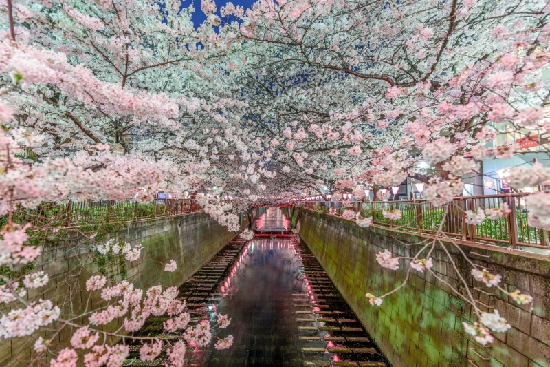 1080P, Tokyo, Sakura, nature, channel, Japan, spring
