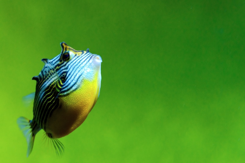 fish, Nikon  D7000, Creature, SIGMA, HSM, underwater, puffer, Edogawa Ward, Ornate Cowfish, 4K, F2.8, nature, Japan, Animal, sea, Boxfish, cowfish, DC