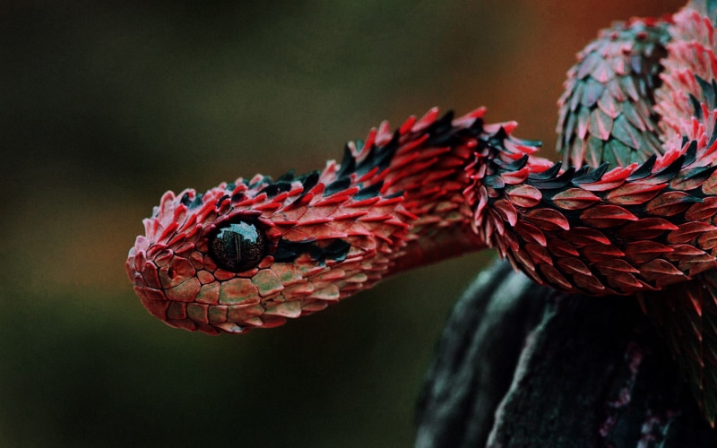 vipers, red, dragon snake, reptiles, Lizard scales, 1080P, animals, snake