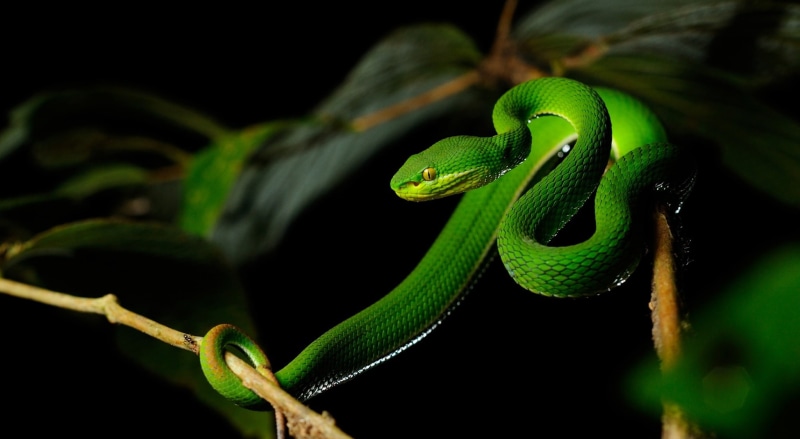 kaeng, plant, outdoors, focus on foreground, viper, animal themes, subadult, no people, greensnakes, whitelippedpitviper, poisonous, reptiles, rainforest