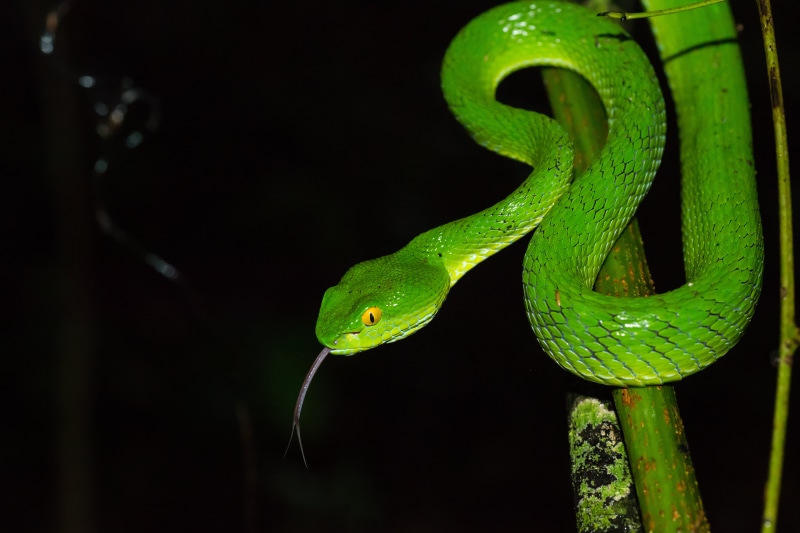 green, smooth green snake, smooth, animal, thailand, pit viper, yai, 5K, D800, snakes, trimeresurus, Rushen, 90mm, green  snake, Tamron, nature, snake