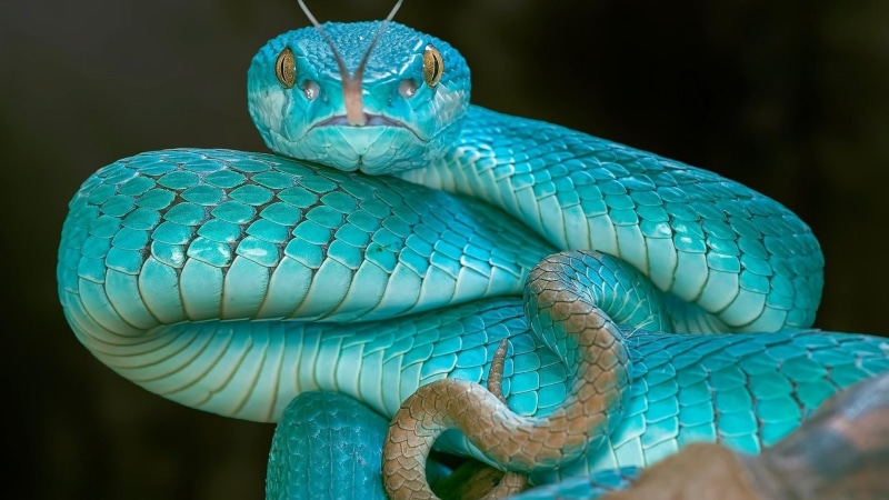reptile, scaled reptile, elapidae, blue viper, snake, turquoise, 1080P, serpent, trimeresurus insularis, blue pit viper, trimeresurus albolabris insularis