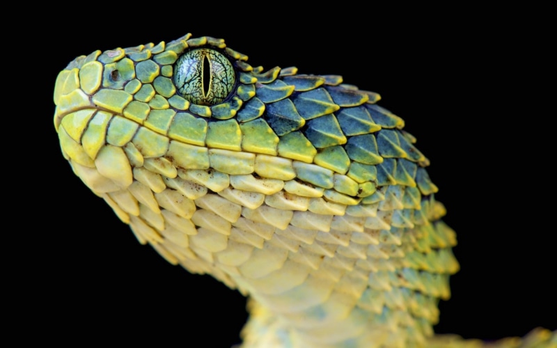 wood, 1080P, viper, snake, black, rough, green